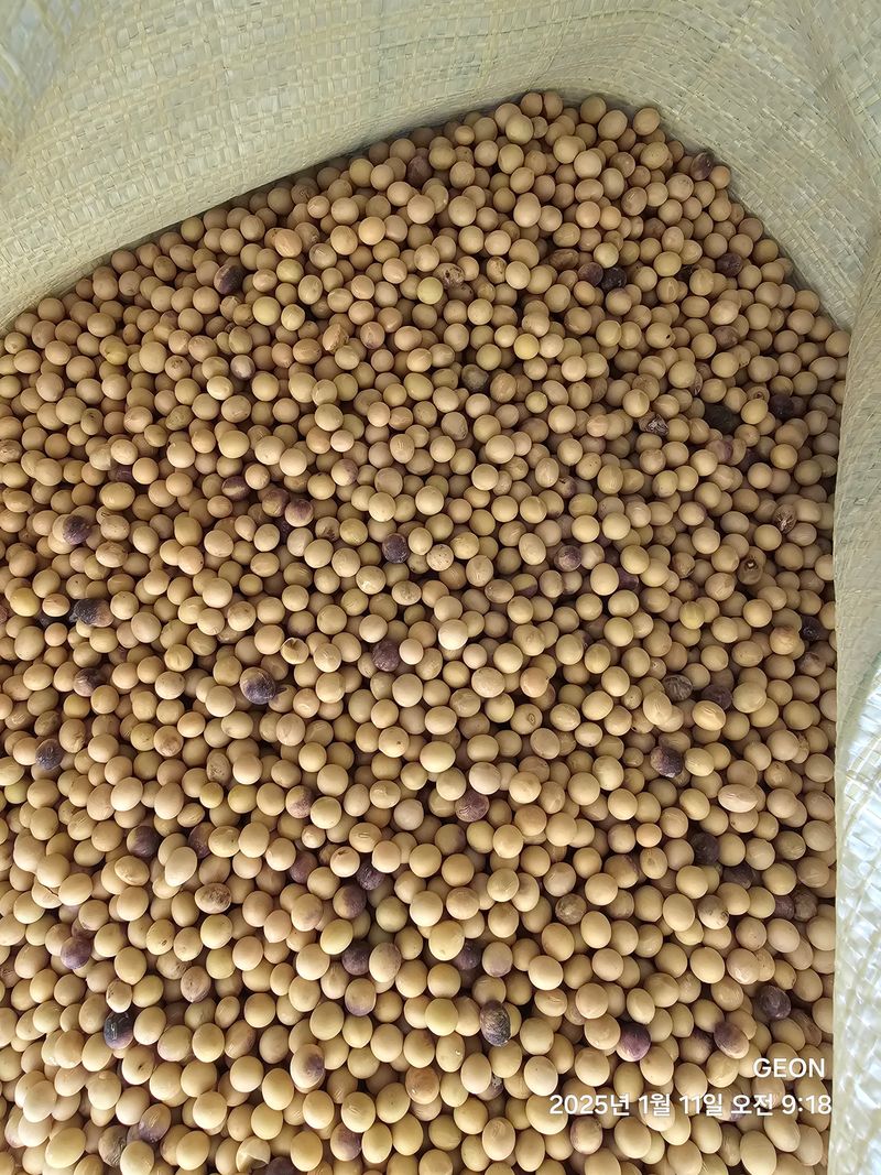 이건님의 장터 판매 상품 [콩 메주콩10kg] 첨부 사진