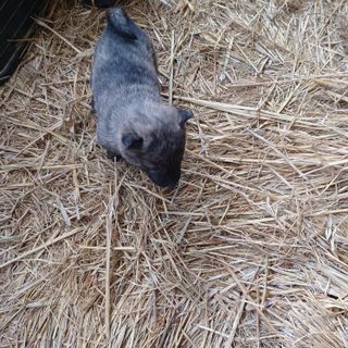 금하농원사과님의 자유주제 · 자유게시판 작성글 사진