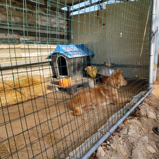 금하농원사과님의 자유주제 · 자유게시판 작성글 사진