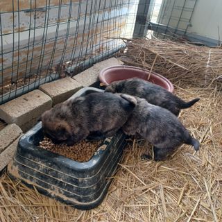 금하농원사과님의 자유주제 · 자유게시판 작성글 사진