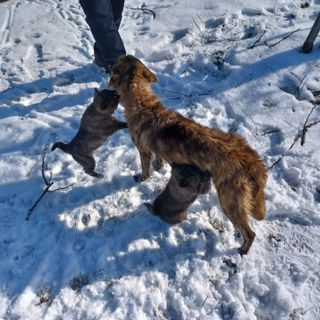 금하농원사과님의 자유주제 · 자유게시판 작성글 사진
