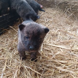 금하농원사과님의 자유주제 · 자유게시판 작성글 사진
