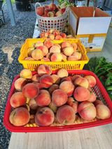 팜모닝 복숭아·영농일지 게시글 이미지