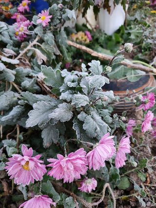 알 수 없음님의 2025년 새해 일출 보셨나요? · 참여글 작성글 사진