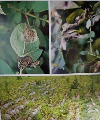 대산농사대장님의 감자 · 자유게시판 작성글 사진