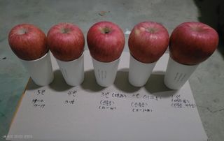 사과청일농원🍎님의 작성글 사진