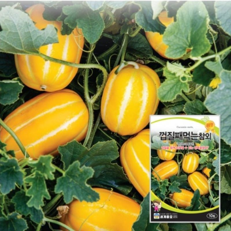 대산농사대장님의 장터 판매 상품 [애플수박 씨앗 흑피 /미니 수박씨 과일 채소씨앗 5립 종자 봄 여름 파종 ] 첨부 사진