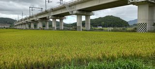 천광수님의 쌀 의무자조금 도입, 어떻게 생각하시나요? · 참여글 작성글 사진