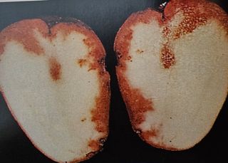 대산농사대장님의 감자 · 자유게시판 작성글 사진