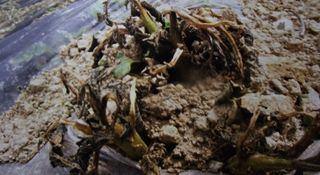 대산농사대장님의 감자 · 자유게시판 작성글 사진