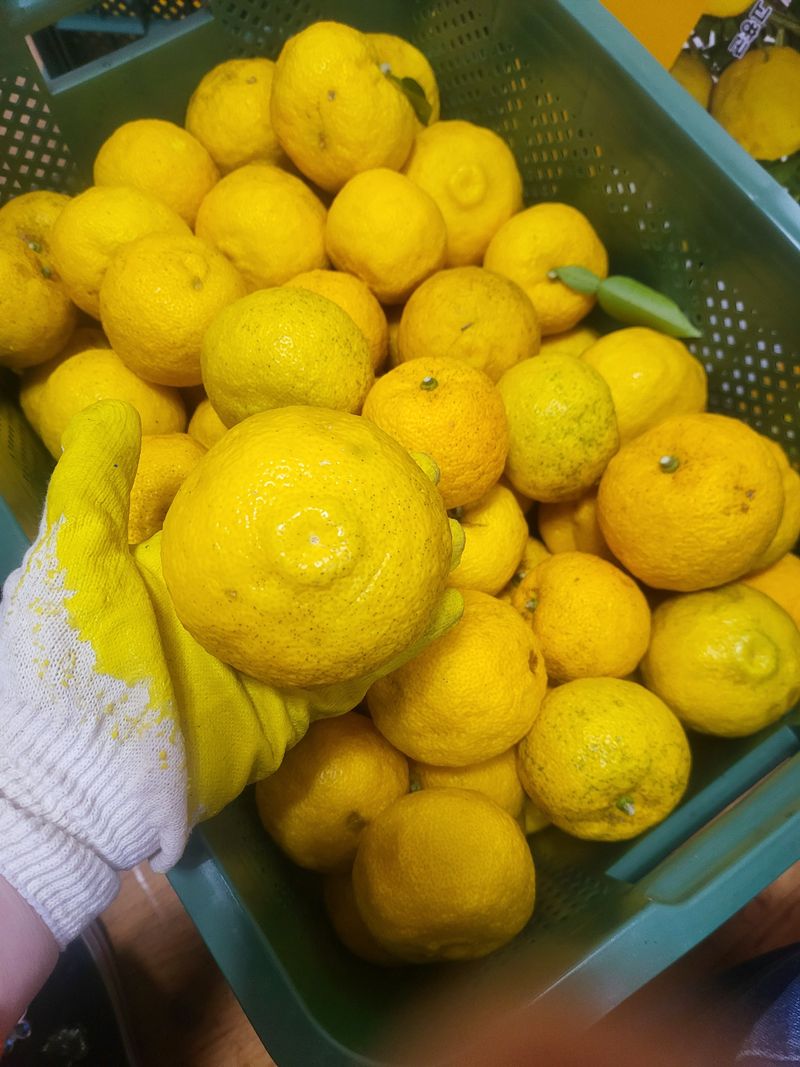 장금이1님의 장터 판매 상품 [갈아만든 유자청,퓨레,2병] 첨부 사진