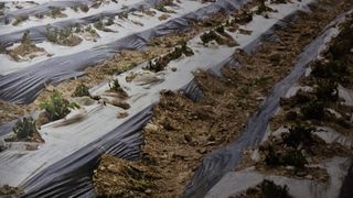 대산농사대장님의 감자 · 자유게시판 작성글 사진