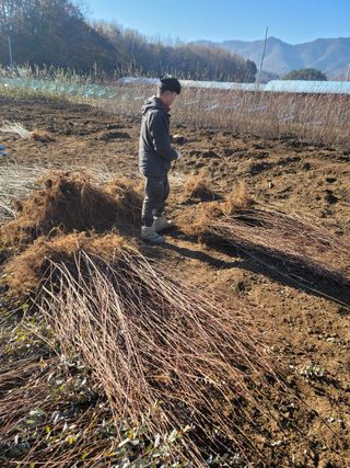 일심묘목농원님의 작성글 사진