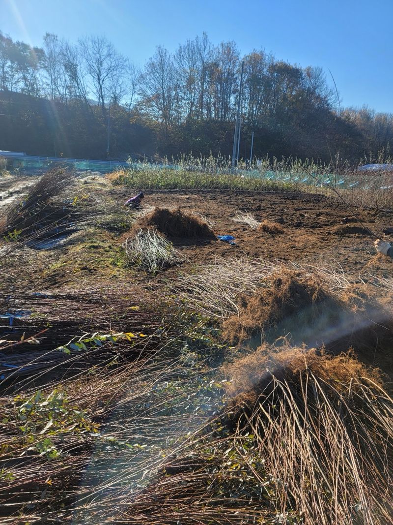 일심묘목농원님의 장터 판매 상품 [플라밍고셀릭스 묘목 삽목1년생] 첨부 사진