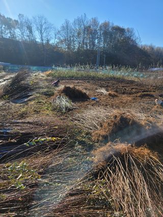 일심묘목농원님의 작성글 사진