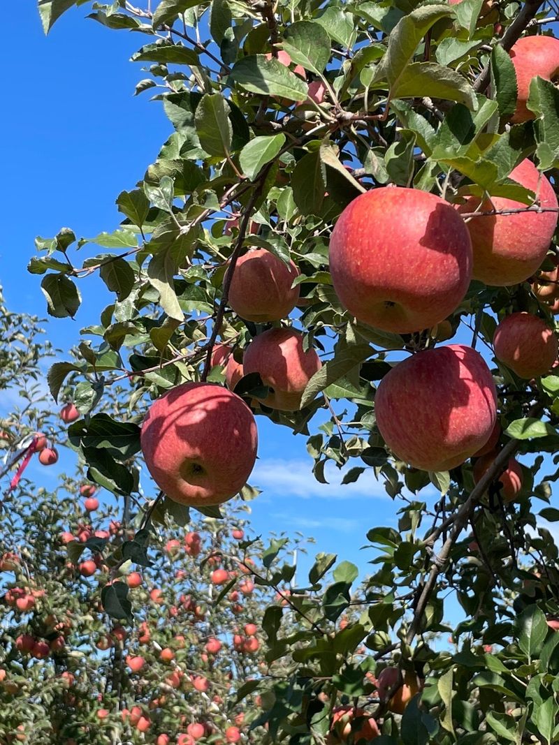 조순자님의 장터 판매 상품 [사과 부사 5kg] 첨부 사진