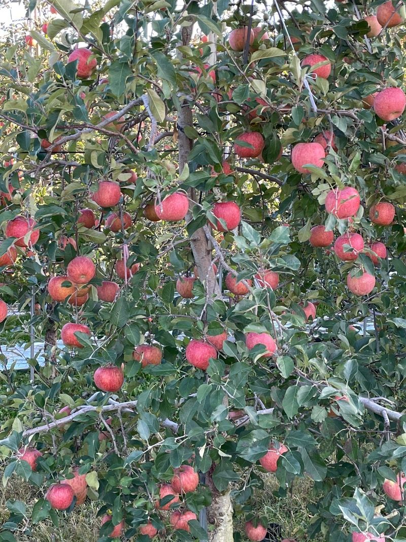 조순자님의 장터 판매 상품 [사과 부사 5kg] 첨부 사진