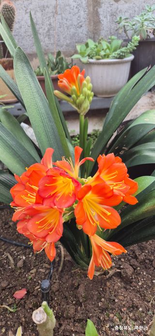 달맛햇복숭아농원님의 자유주제 · 사진전 작성글 사진