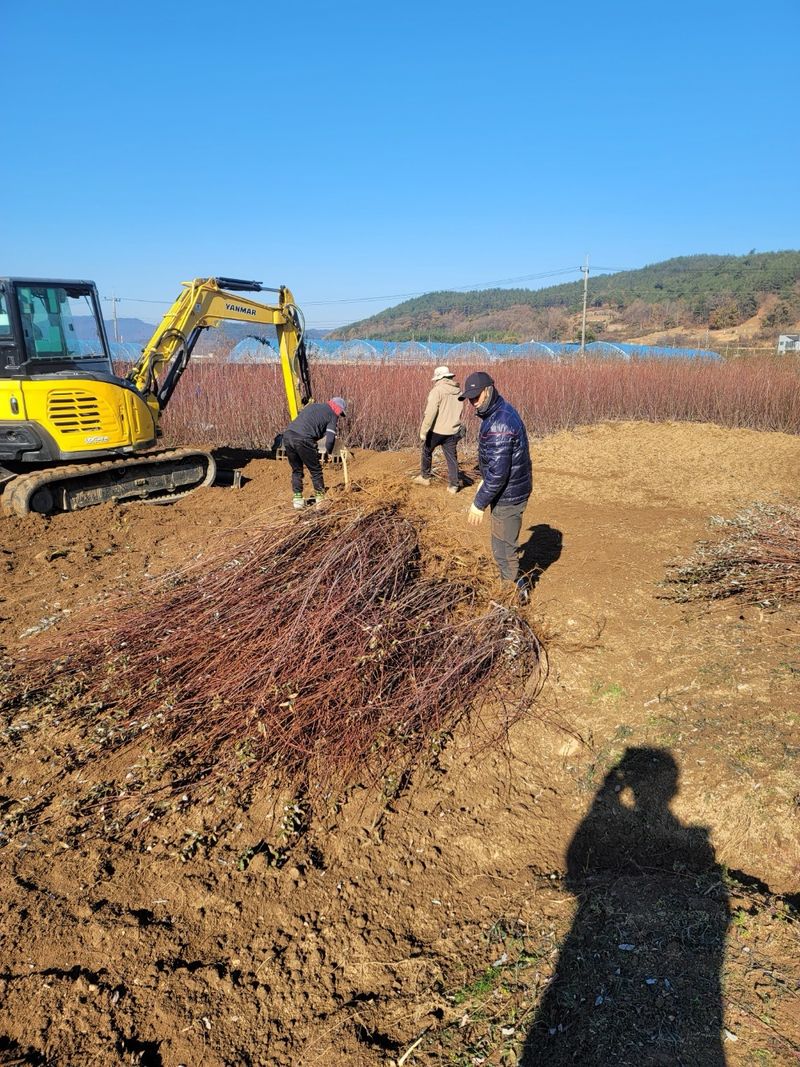 일심묘목농원님의 장터 판매 상품 [플라밍고셀릭스 묘목 삽목1년생] 첨부 사진