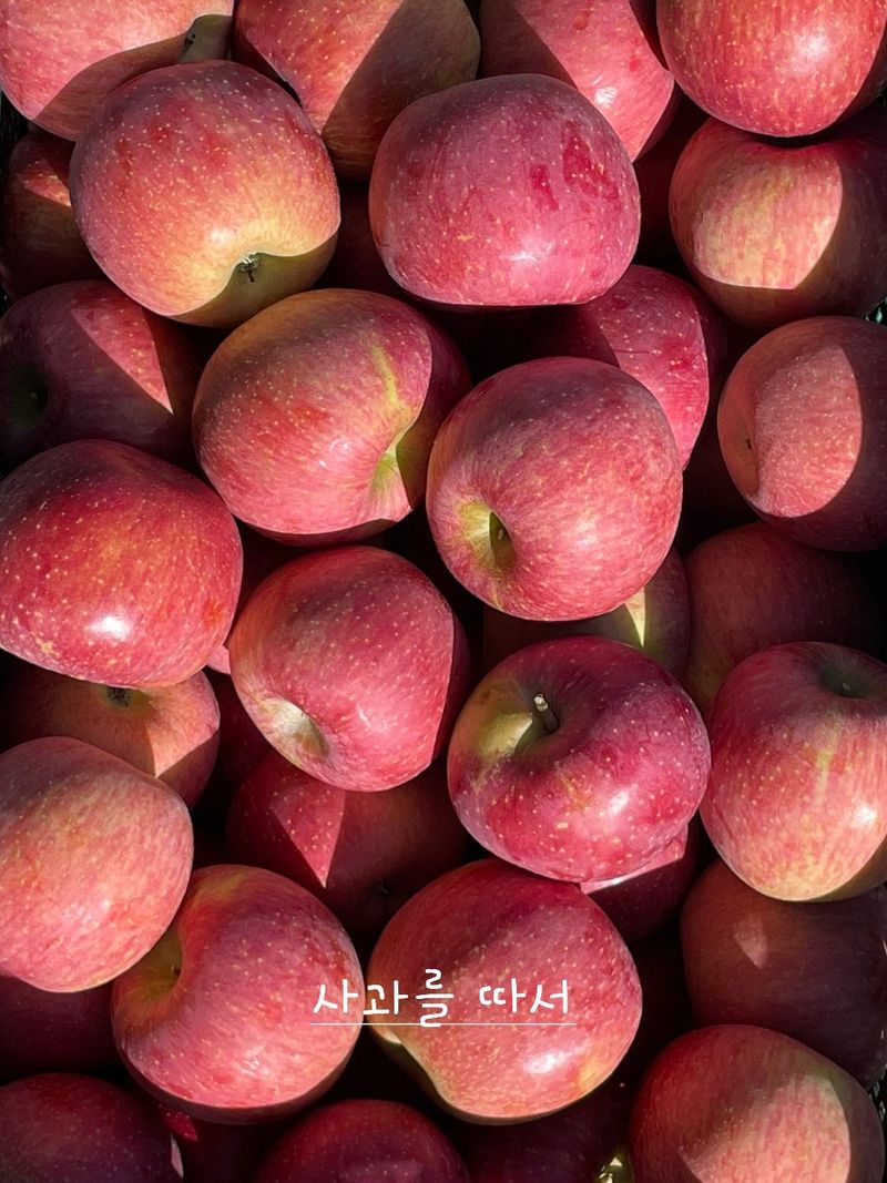조순자님의 장터 판매 상품 [사과 부사 5kg] 첨부 사진