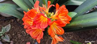 달맛햇복숭아농원님의 자유주제 · 사진전 작성글 사진