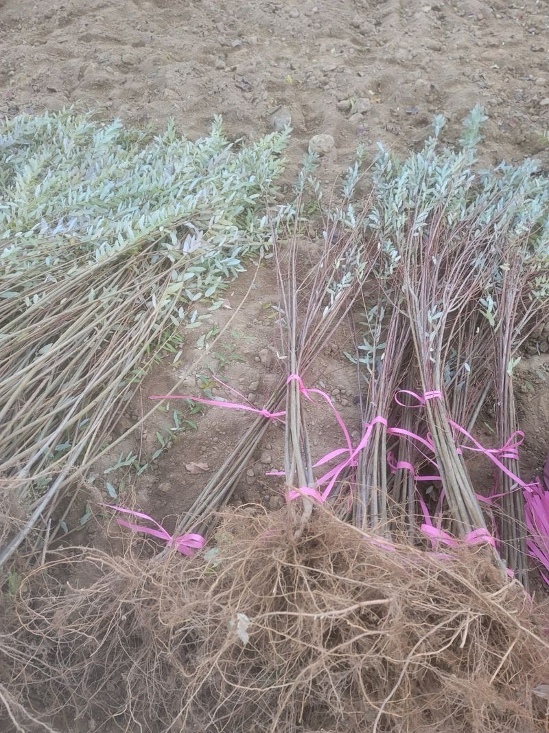 일심묘목농원님의 장터 판매 상품 [플라밍고셀릭스 묘목 삽목1년생] 첨부 사진