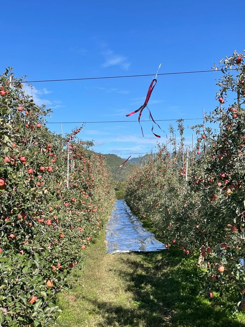 조순자님의 장터 판매 상품 [사과 부사 5kg] 첨부 사진