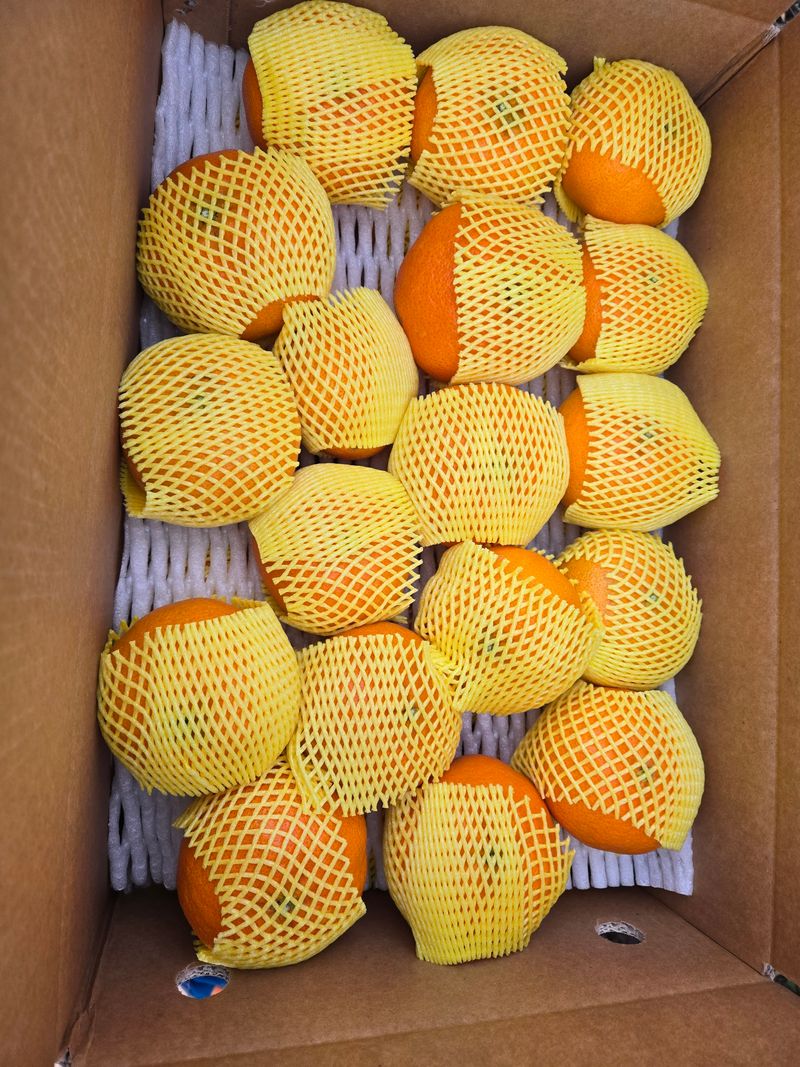 농꾼농장님의 장터 판매 상품 [하우스 레드향ㅡ제주농장직영] 첨부 사진