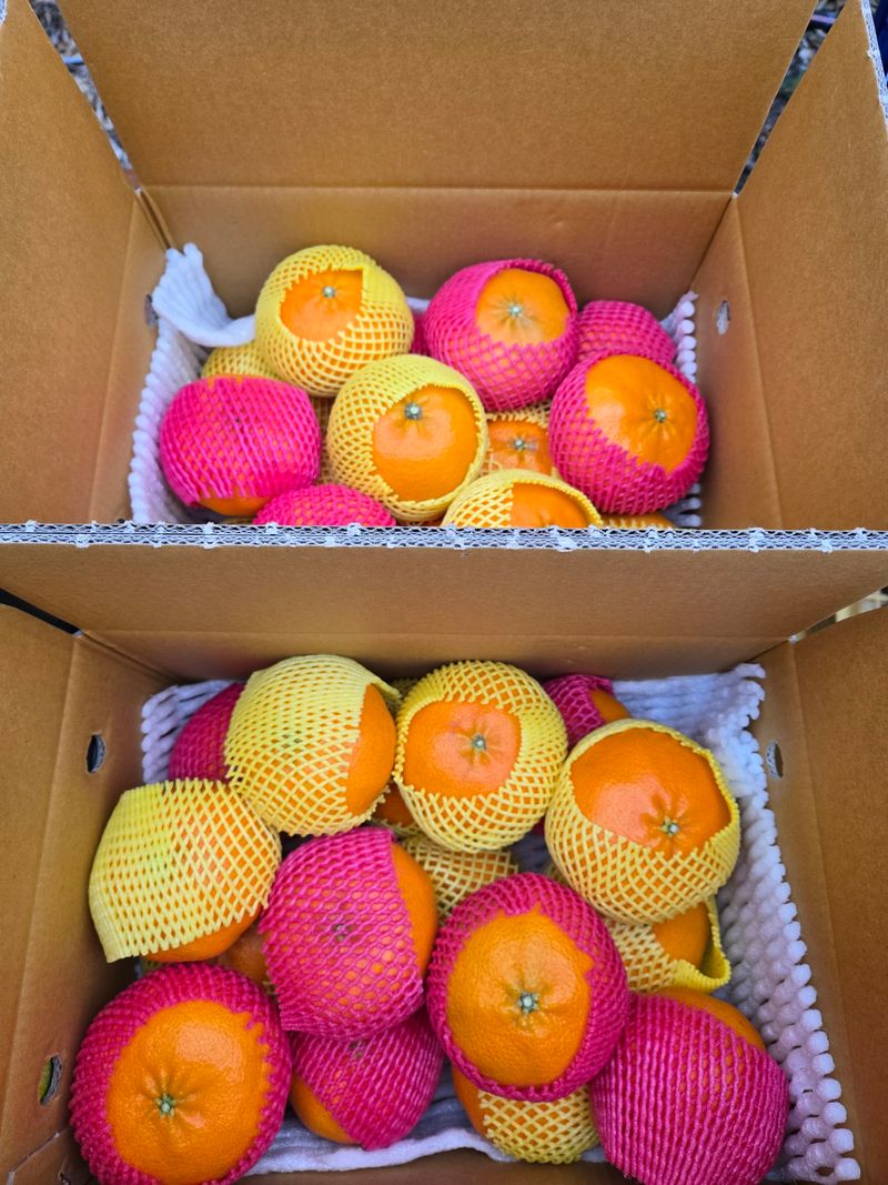 농꾼농장님의 장터 판매 상품 [하우스 레드향ㅡ제주농장직영] 첨부 사진