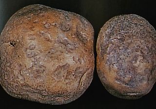 대산농사대장님의 감자 · 자유게시판 작성글 사진