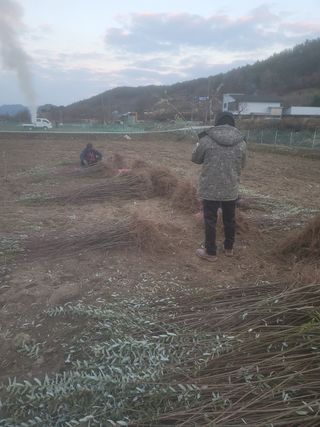 일심묘목농원님의 작성글 사진