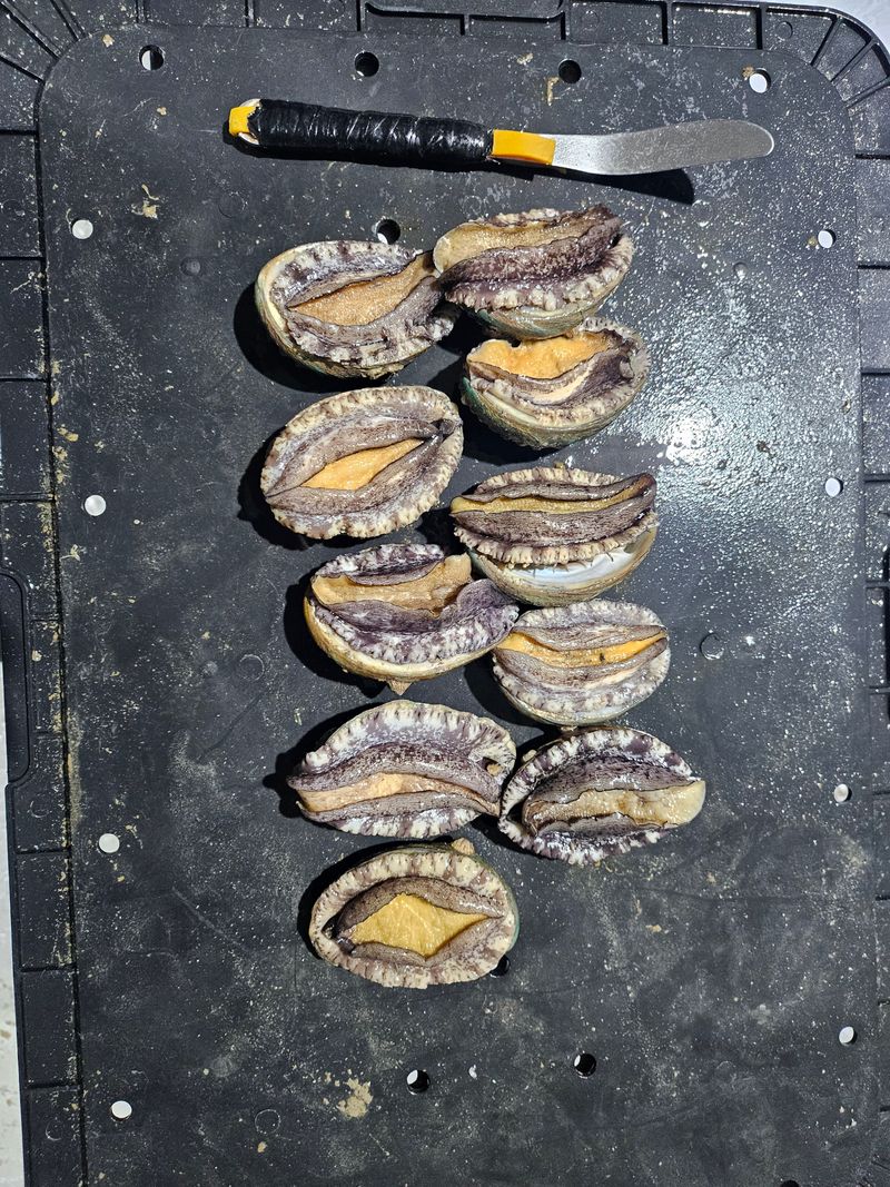 송원정님의 장터 판매 상품 [가정 1인용 실속활전복 60-80g 10마리] 첨부 사진