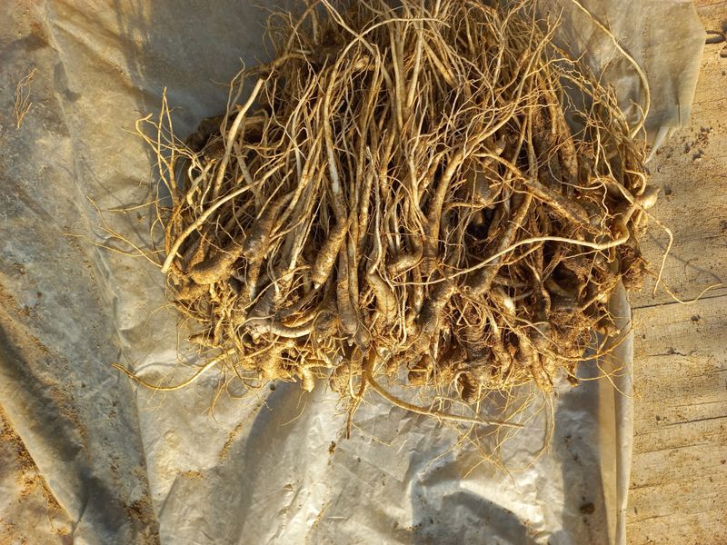 이명숙님의 장터 판매 상품 [도라지묘종1kg  판매 완료] 첨부 사진