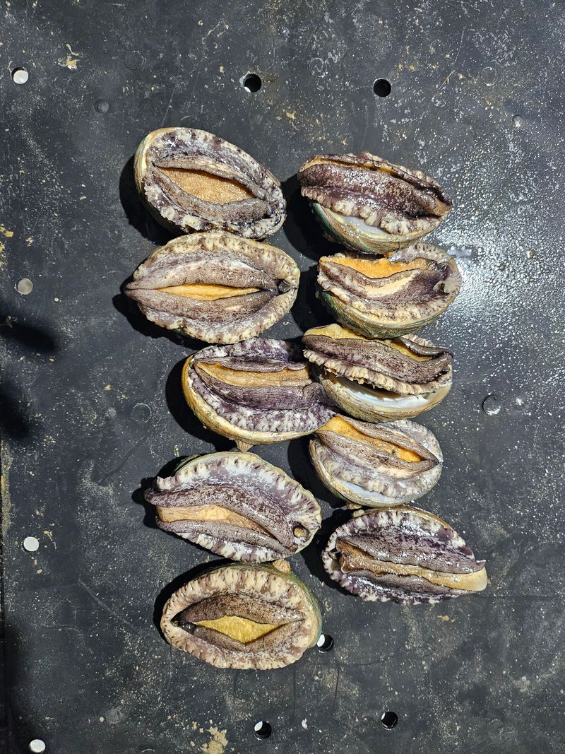 송원정님의 장터 판매 상품 [가정 1인용 실속활전복 60-80g 10마리] 첨부 사진