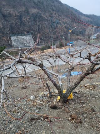 김용대님의 자유주제 · 자유게시판 작성글 사진