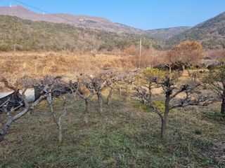 양영모님의 자유주제 · 자유게시판 작성글 사진