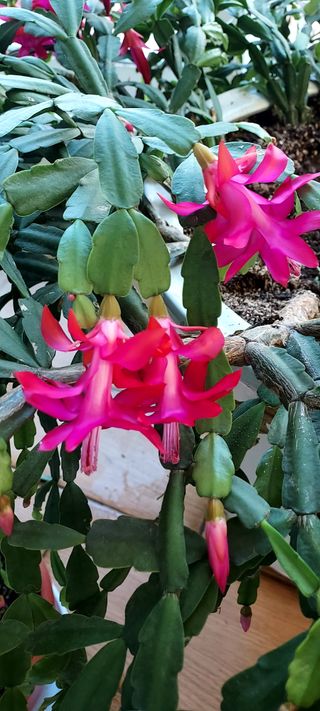 안재성님의 자유주제 · 사진전 작성글 사진