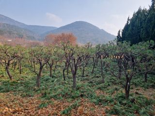 양영모님의 자유주제 · 자유게시판 작성글 사진