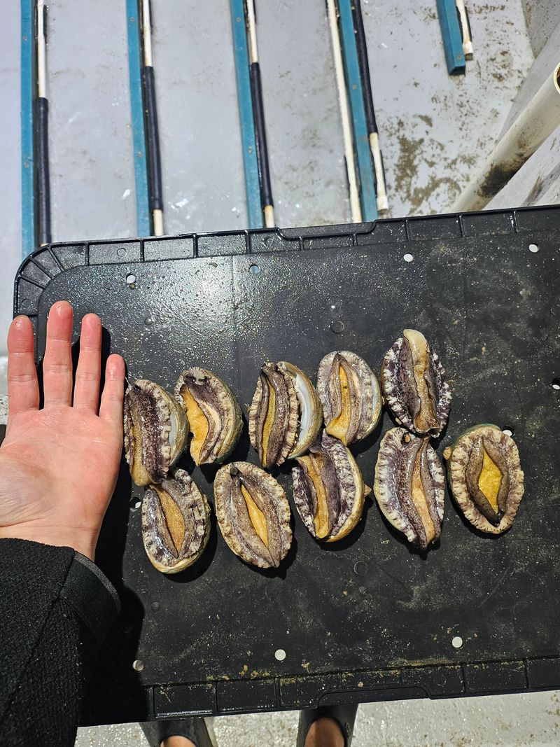 장터 상품 [가정 1인용 실속활전복 60-80g 10마리] 썸네일