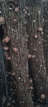 팜모닝 · 게시글 이미지