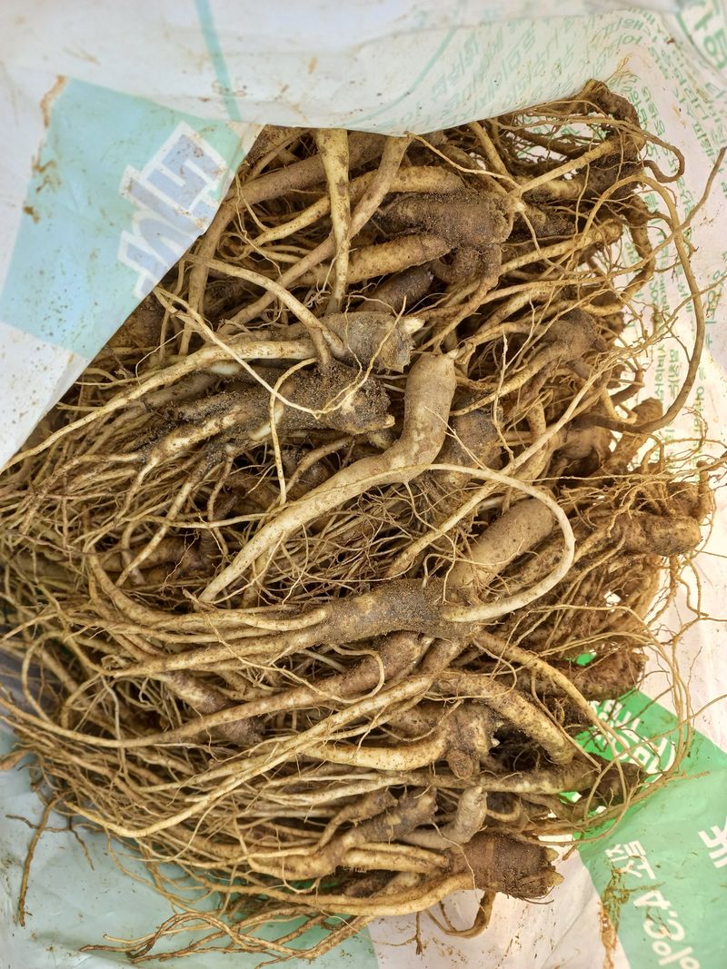 장터 상품 [도라지묘종1kg  판매 완료] 썸네일