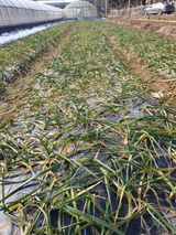 팜모닝 자유주제·자유게시판 게시글 이미지