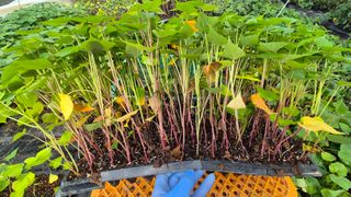 김동수님의 자유주제 · 자유게시판 작성글 사진