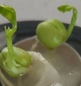 팜모닝 두뇌 활력 충전소! 깜짝 초성 퀴즈·참여글 게시글 이미지