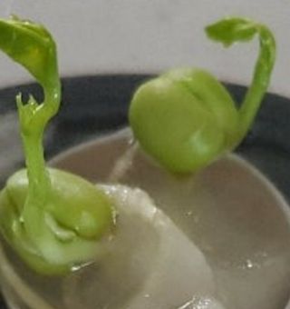 표고버섯20903님의 두뇌 활력 충전소! 깜짝 초성 퀴즈 · 참여글 작성글 사진