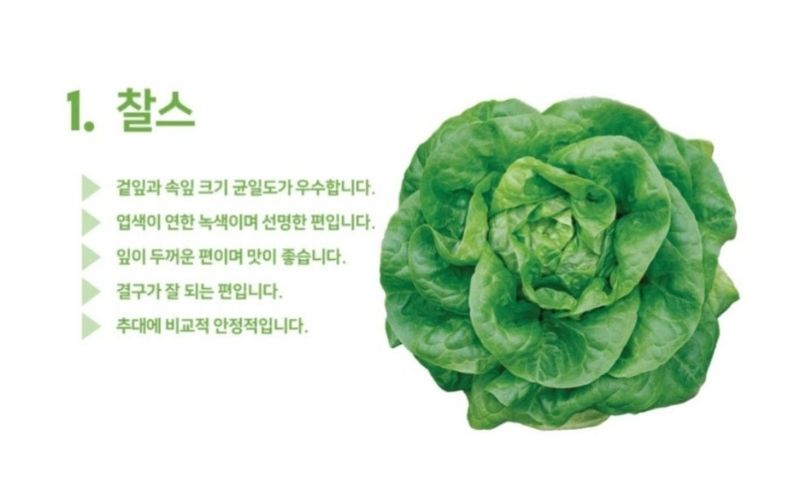 대산농사대장님의 장터 판매 상품 [팜한농 프리미엄 유럽 고급 찰스 5000립 대용량] 첨부 사진