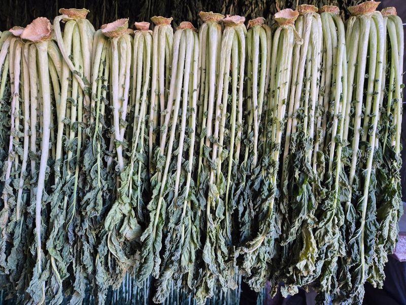 산간애님의 장터 판매 상품 [약간 덜 마른 시래기 2kg] 첨부 사진