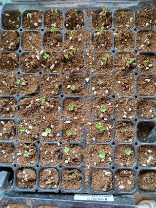 박순례님의 두뇌 활력 충전소! 깜짝 초성 퀴즈 · 참여글 작성글 사진