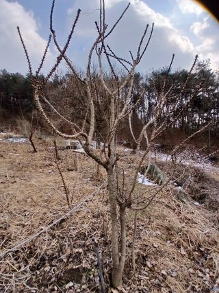 象峰 농산님의 자유주제 · 자유게시판 작성글 사진