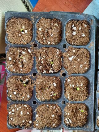 박순례님의 두뇌 활력 충전소! 깜짝 초성 퀴즈 · 참여글 작성글 사진